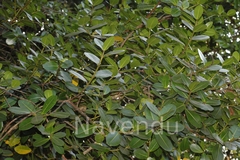 Calophyllum apetalum